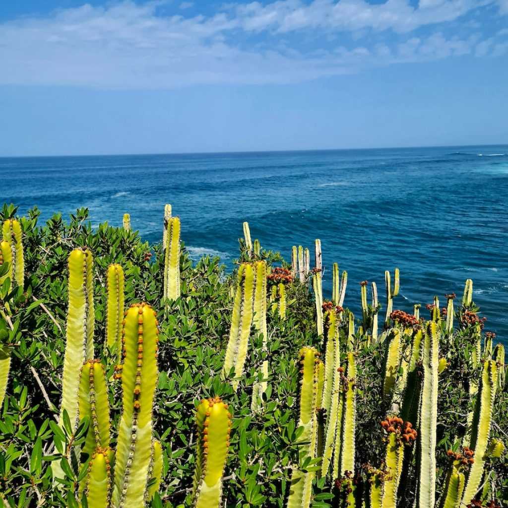 a bunch of cactus plants near the ocean